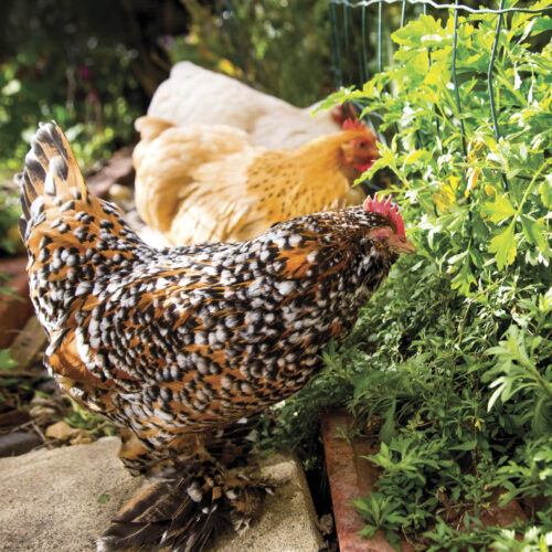 Chicken can help keep garden beds tidy.